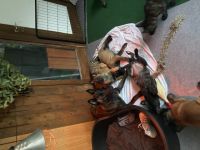 Unsere Fearless ist am 10.03.2022 Mama von 10