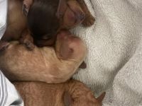 Geimpft, gechipt, entwurmt, Cocker Spaniel/Pudel,