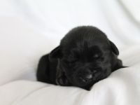 Liebe Welpeninteressierte, am 30.04.2022 hat unsere