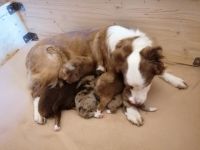 Unsere Border, Aussie Welpen wachsen in der Familie mit