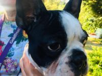 Hallöchen liebe Bosti-Fans, in meiner liebevollen und