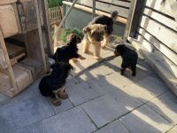 Unsere 5 jährige Lilly hat drei gesunde Welpen zur Welt