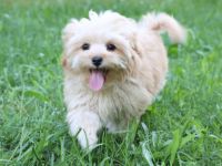 Wunderschöne Maltipoo Welpen Wir sind fünf hübsche,