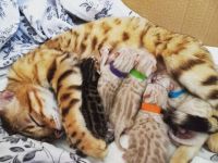 Unsere stolze Mama Pepper hat uns am 08.04.2022 fünf