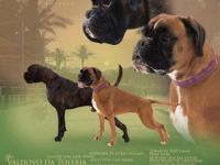 LCF „Lettischer Boxerklub“ bietet Boxerwelpen mit