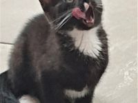 6 kleine Katzen bzw. Kater suchen eine neues