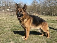 TOP FAMILIEN-BODYGUARD-Rüde mit vielen PRÜFUNGEN das