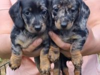 wir haben zwei Welpen und einen Zwergdackelrüden zur