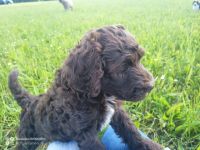 Unsere wunderschönen Labradoodle-Welpen sind bald