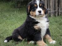 Lebenslustige Rüden geboren am 05 April 2022 suchen ab