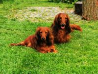 Deckanzeige: Meine wunderschöne rote