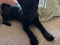 Ich verkaufe hier auf diesem Wege meinen Rüden