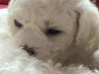 Meine Laly ist nun am 08.05.2022 Mama von 4 Welpen