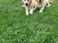 Die 6 Jungs suchen noch ein neues Zuhause! Die kleinen