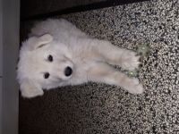 Am 18.04.2022 sind 7 süße "Eisbären" gelandet! Es sind