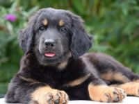 4 Hündinnen & 4 Rüden, geboren *24.6.22 Rufen sie uns