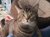 Wir laden Sie herzlich ein, damit Sie unsere Kitten