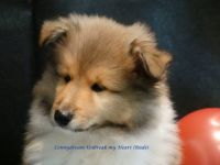 Wir haben zobelfarbene Colliewelpen von unserer