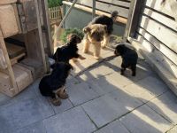 Yorkshire Terrier, Welpen