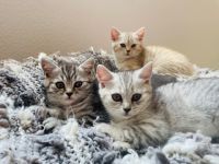 Hallo zusammen, unsere Ellie hat im März 4 bildhübsche