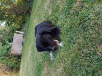 Unsere bonnie hat am 7.2.22 7 wunderschöne welpen