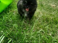 3 wunderschöne zwergspitz Welpen suchen noch ein neues