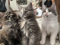 Maine Coon, Kitten