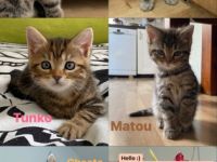 Unsere liebe Naila ( Bengal-British Kurzhaar) hat am 26