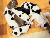 Unsere Beaglemix Hündin wurde Mutter von 8 gesunden