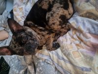 Hallo Kiwi ist 6 Monate alt. Ihre Farbe ist Merle. Muss