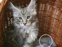 Hallo Maine Coon Freunde, Schön, dass Sie unsere