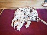 In der Zuchtstätte vom Lehrbacher Wald sind am 30.05.