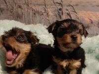 Unsere Welpen haben am 18.03.2022 das Licht der Welt