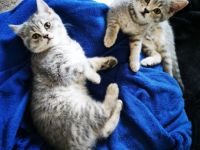 Hallo liebe Katzenfreunde, wir haben nun noch 3 von 6