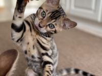 Aus einer traumhaften Verpaarung sind aus unserem