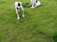 Hallo ihr Hundeliebhaber, unser Pärchen hat am 18.03