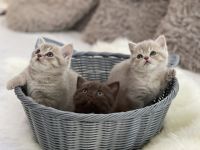 Hallo liebe BKH Katzen-Freunde und die, die das werden