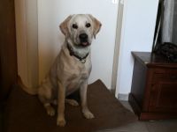 Hallo liebe Hunde Menschen, Ich heiße Balou Jay, bin