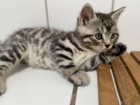 Unsere liebe Naila ( Bengal-British Kurzhaar) hat am 26