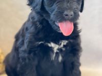 Jayne ist eine würderschöne Hündin, wer wartet auf die