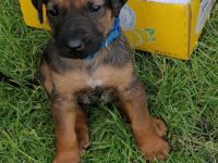 Unsere 6-jährige RR-Hündin Lotta hat am 28.4.22 11