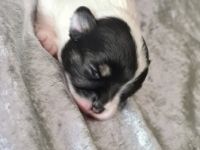 Am 24.05.2022 gab es Nachwuchs bei uns . Es sind süße,