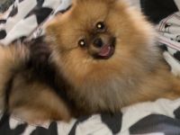 Nala, Die kleine ist 9 Monate alt und ist sehr