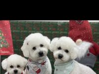 Bichon Frise Welpen