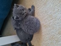 Hallo liebe Katzenfreunde, am 19.04.22 hat unsere Molly