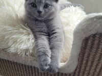 Unsere Katze hat am 17. März 2022 6 wunderschöne kitten