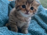 5 Wochen alt und suchen neue Zuhause. Sie sind gut