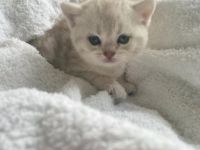 Liebe Kätzchen sind 5 Wochen alt und suchen neue