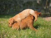 Hallo :) Meine Hündin Daria vom Rabeneck hat am 01.04