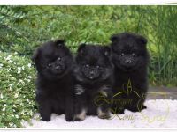 Kleinspitz welpen Meine Hündin hat am 17.04.2022 4